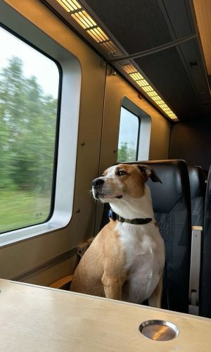 Train ride with my dog!